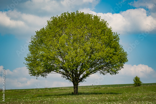 Baum Sommer alleinstehend