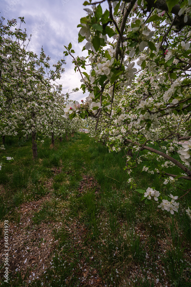 Probably the oldest apple orchard in Appiano in Trentino Alto Adige with flowering trees. Probably the oldest apple orchard in Appiano in Trentino Alto Adige with flowering trees.