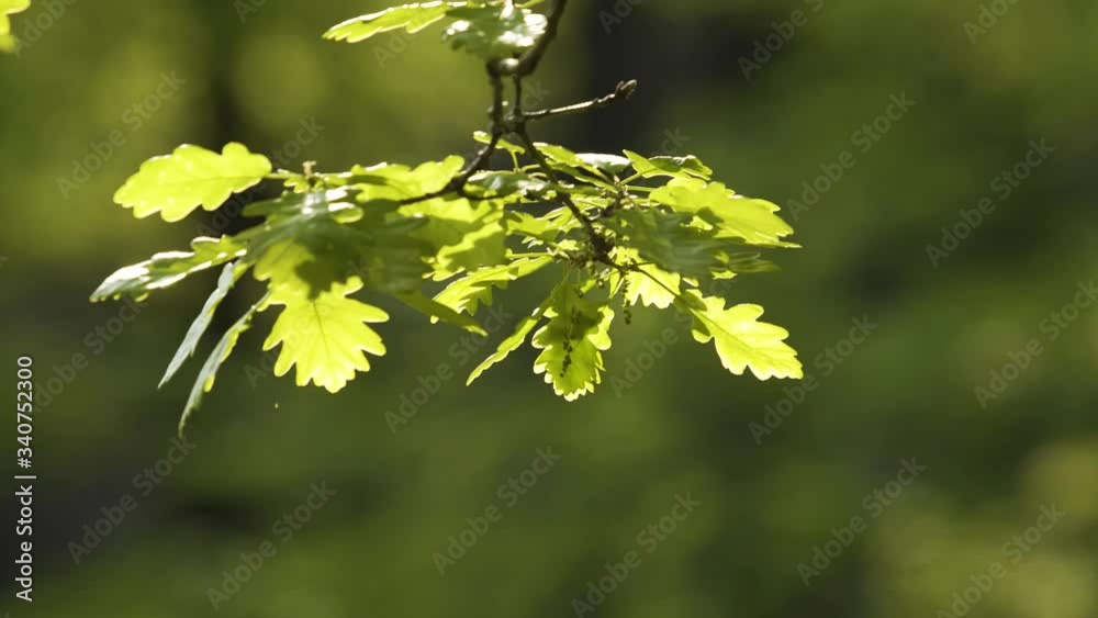 Fresh bright oak leaf, spring sprout in the woods Fresh bright oak leaf, spring sprout in the woods