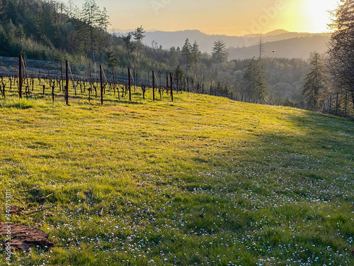 Evening light casts long shadows over green grass in a view of a spring vineyard in Oregon, vines bare of leaves, late afternoon light, forested hills in the background.  © Jennifer L Morrow