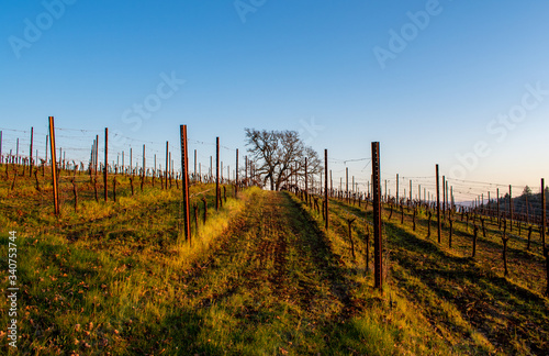 A hillside view of an Oregon vineyard, lines of vines leading to a winter oak tree on the horizon, bare vines on wire trellis.  © Jennifer L Morrow