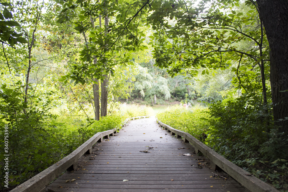 ann arbor forest
