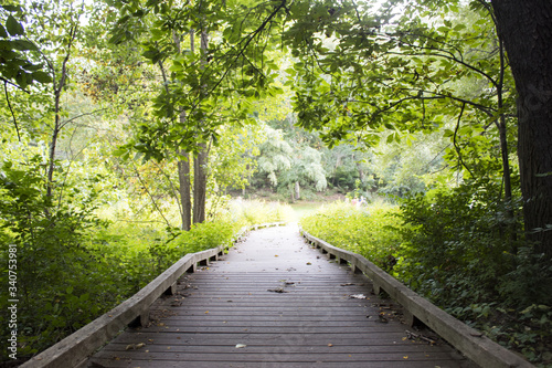 Fototapeta Naklejka Na Ścianę i Meble -  ann arbor forest