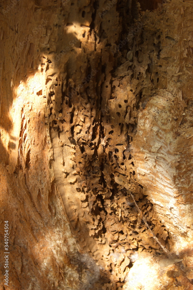 Fototapeta premium wood texture