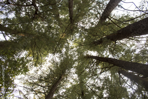 forest sky