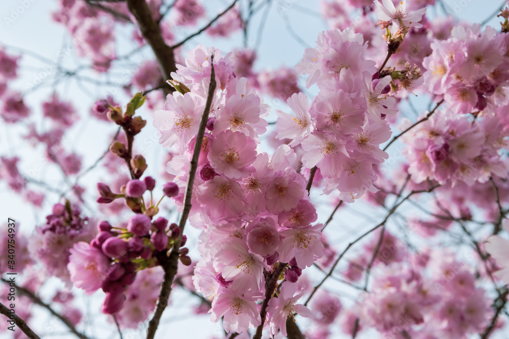 One brief season moment in spring time is the blooming of sakura tree. One brief season moment in spring time is the blooming of sakura tree.