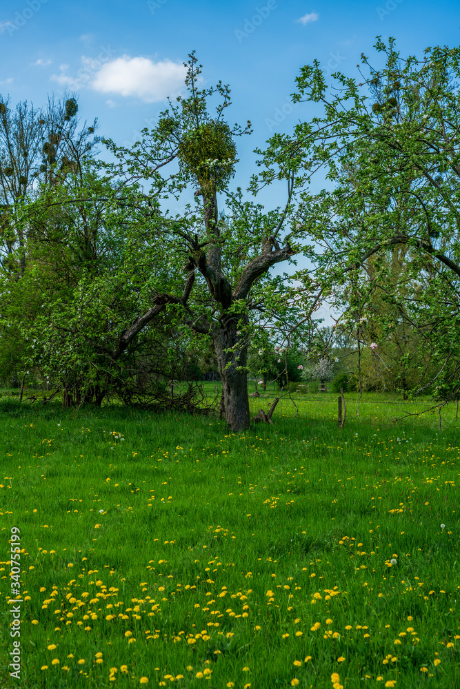Obraz premium Old fruit trees in spring