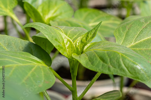 small sweet pepper seedlings in the greenhouse