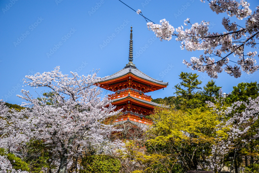 Japanese pagoda surrounded by cherry blossoms in Kyoto, Japan Japanese pagoda surrounded by cherry blossoms in Kyoto, Japan