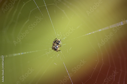 spider weaving its web to hunt for food