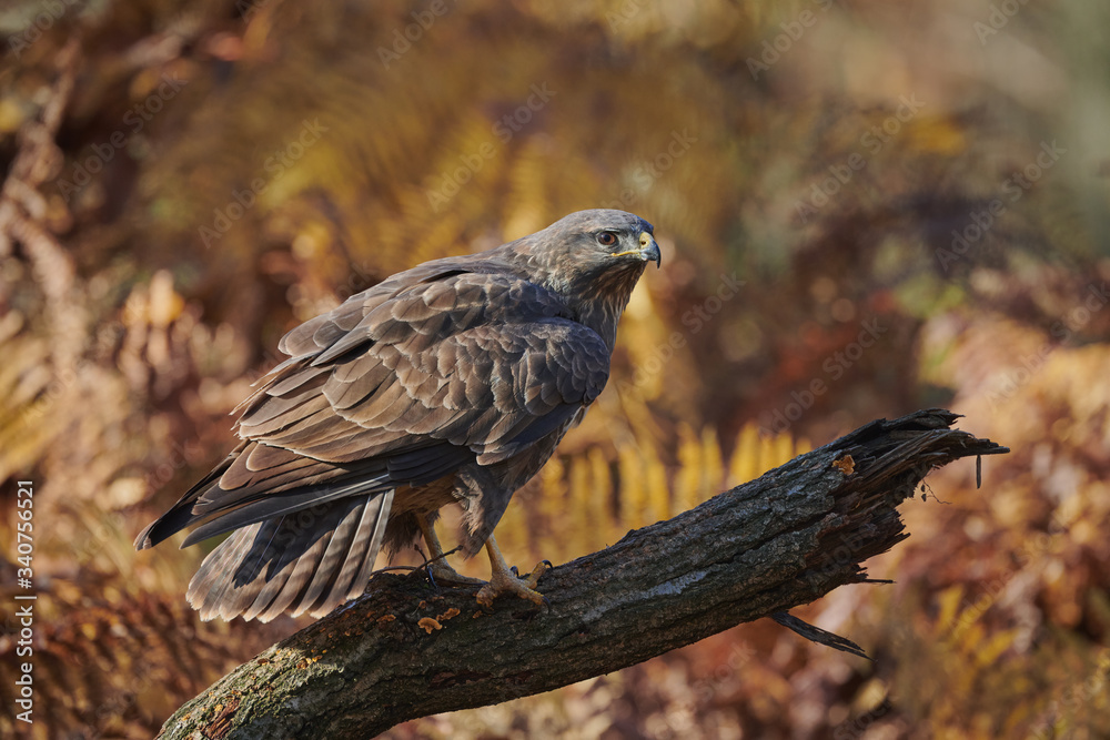Fototapeta premium Buzzard perched on a branch