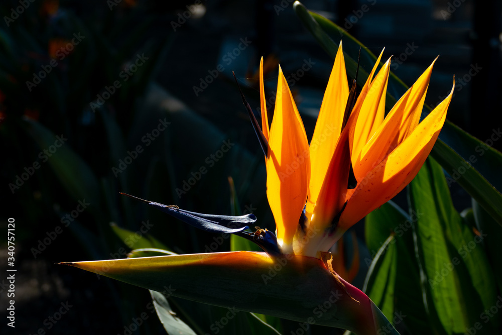 Beautifully backlit bird of paradise flower in San Diego. Beautifully backlit bird of paradise flower in San Diego.