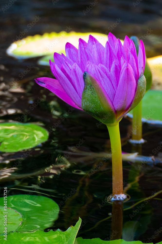 Purple lily flower in a lily pond. Purple lily flower in a lily pond.