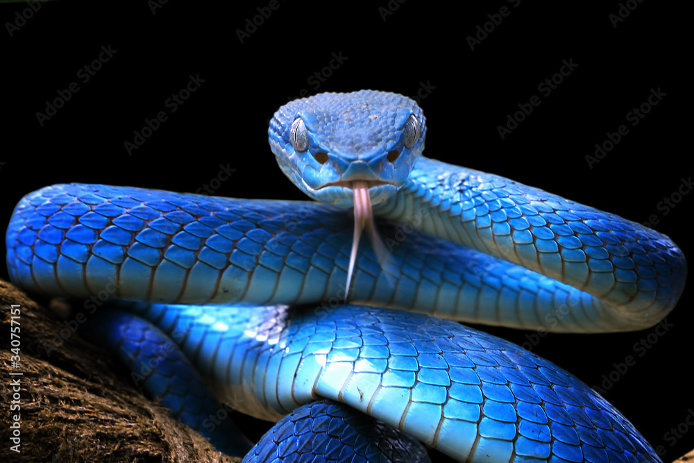 Blue viper snake closeup face Stock Photo | Adobe Stock
