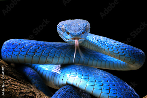 Stampa su tela Blue viper snake closeup face