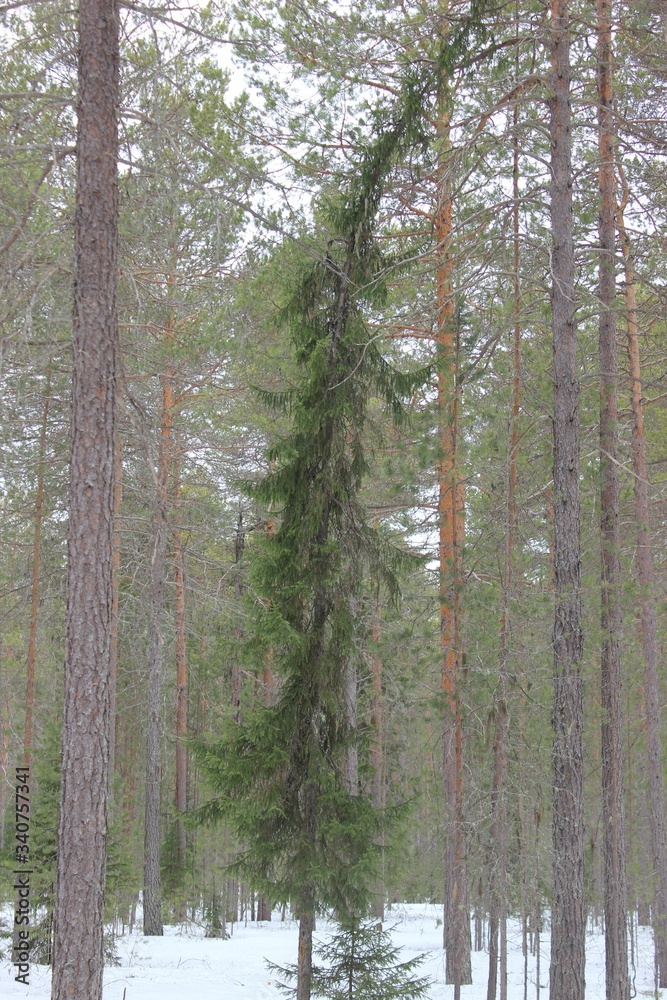 Fototapeta premium pine forest in winter