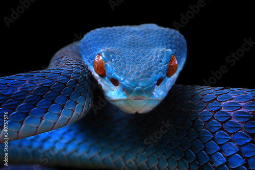 Stampa su tela Blue viper snake closeup face