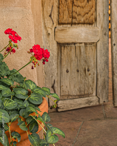Potted Flower In Front Of Wooden Door