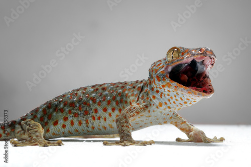 Tokek closeup with grey background, animal closeup, tokek lizard closeup