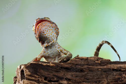 Tokek closeup with grey background, animal closeup, tokek lizard closeup photo