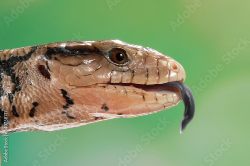 Panana lizards stick out long blue tongues on wood, panana lizard closeuup photo