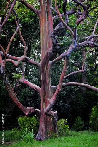 rainbow eucalyptus