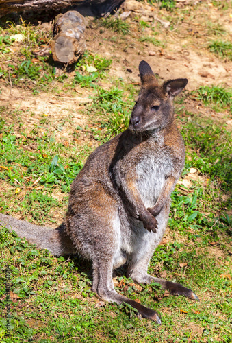 Red-necked wallaby  Macropus rufogriseus 