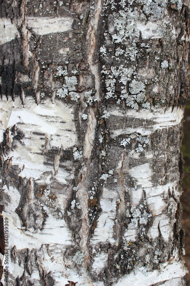 Fototapeta premium tree bark texture