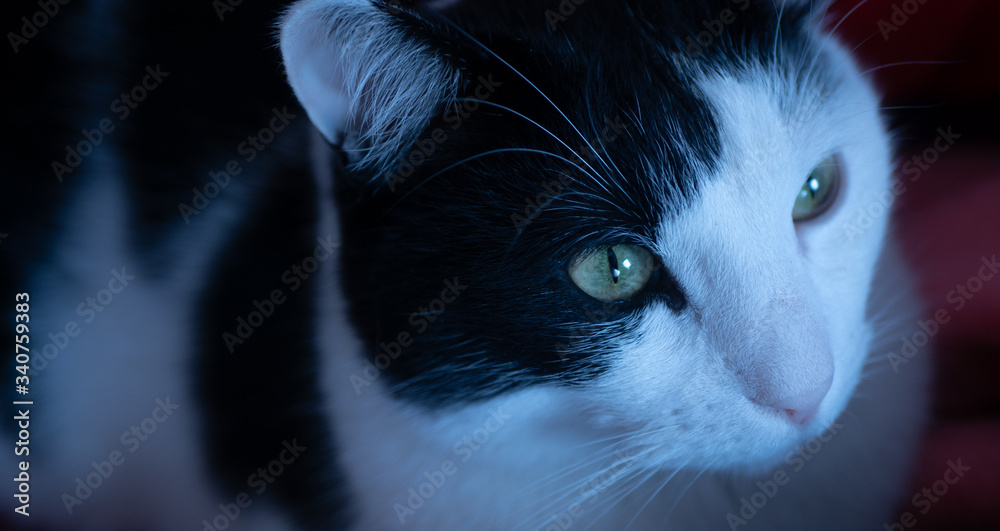Biało czarny kot patrzący w dal. - obrazy, fototapety, plakaty 