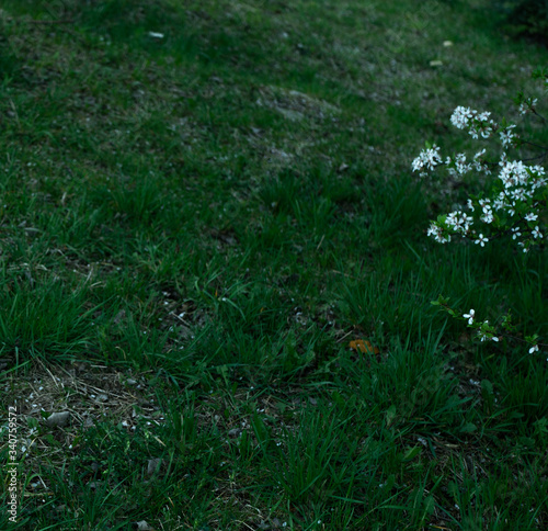 Białe kwiaty na polanie.