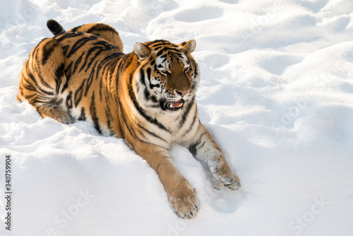 tiger in snow 