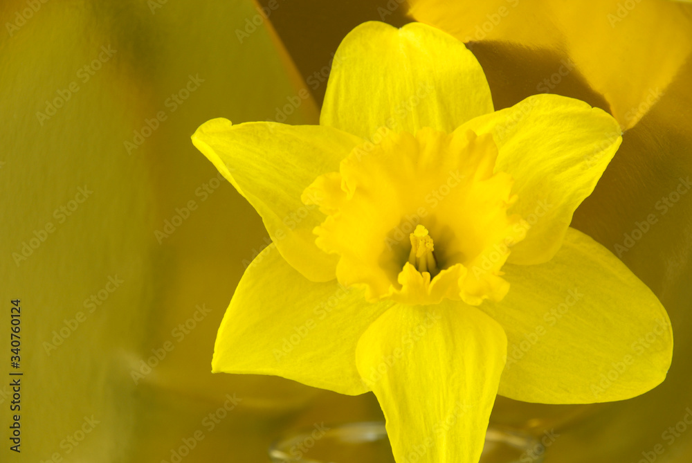 Fototapeta premium Yellow daffodil flower reflecting in a gold background