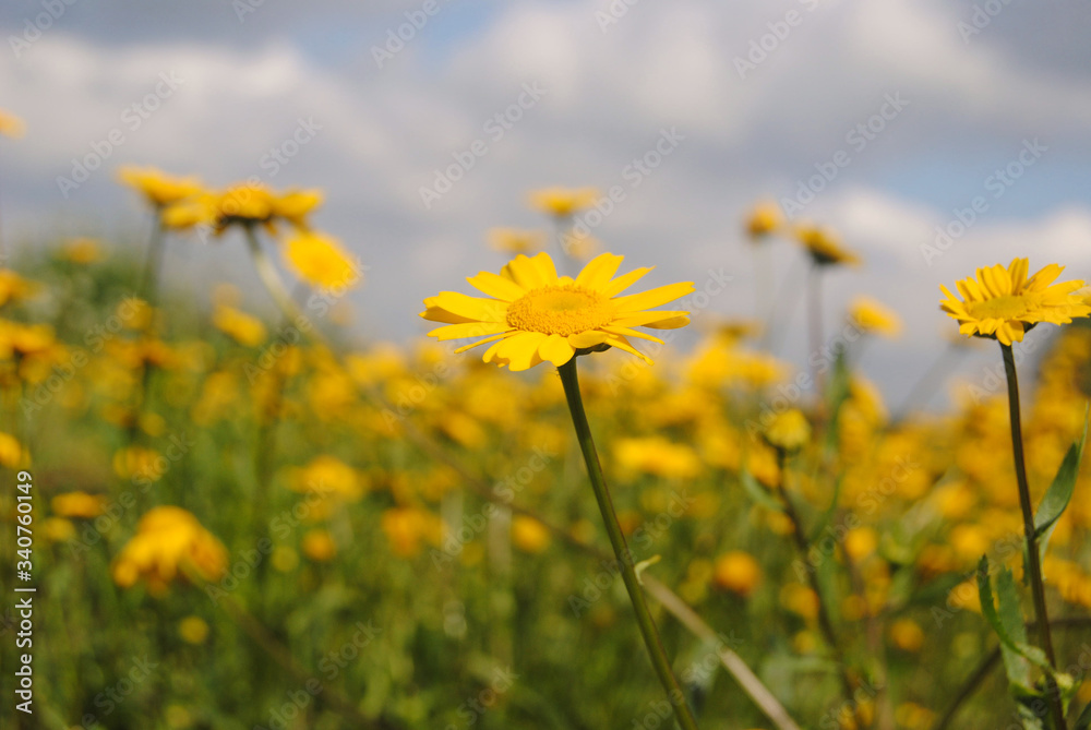 Monte de flores do campo amarelas com céu de fundo