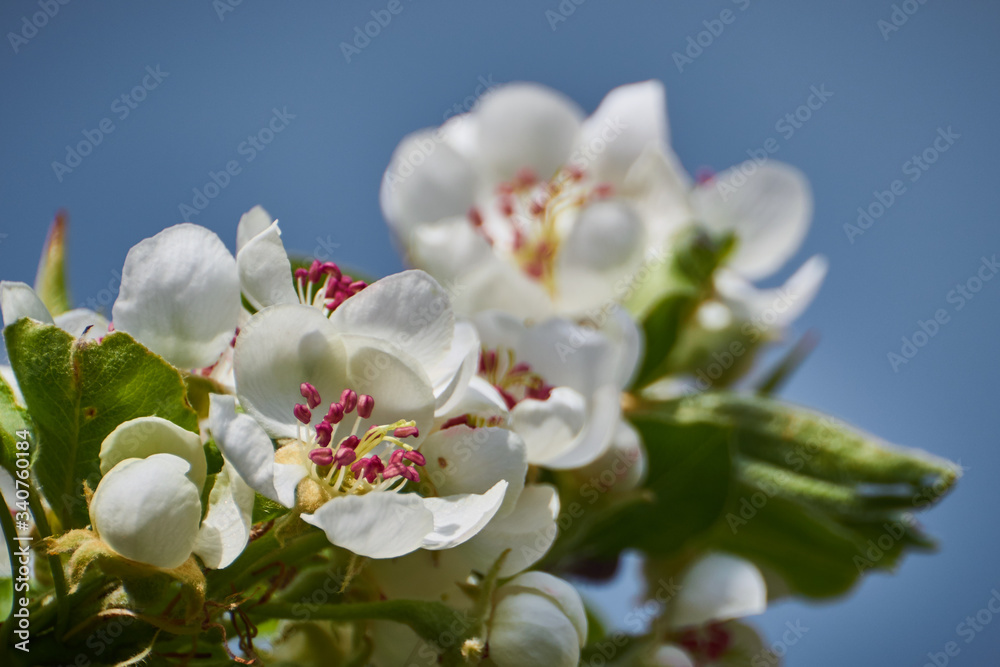 Fototapeta premium Kwiaty jabłoni, gruszy na tle błękitnego nieba