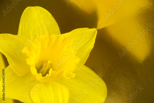 Yellow daffodil flower reflecting in a gold background