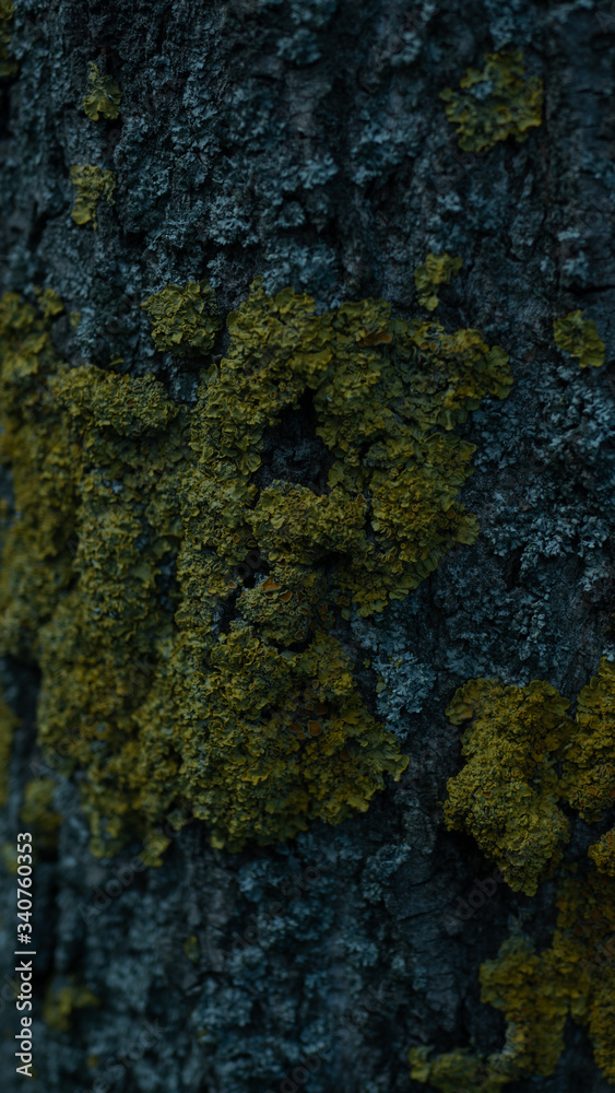 Obraz premium Tekstura i mech kory drzewa.