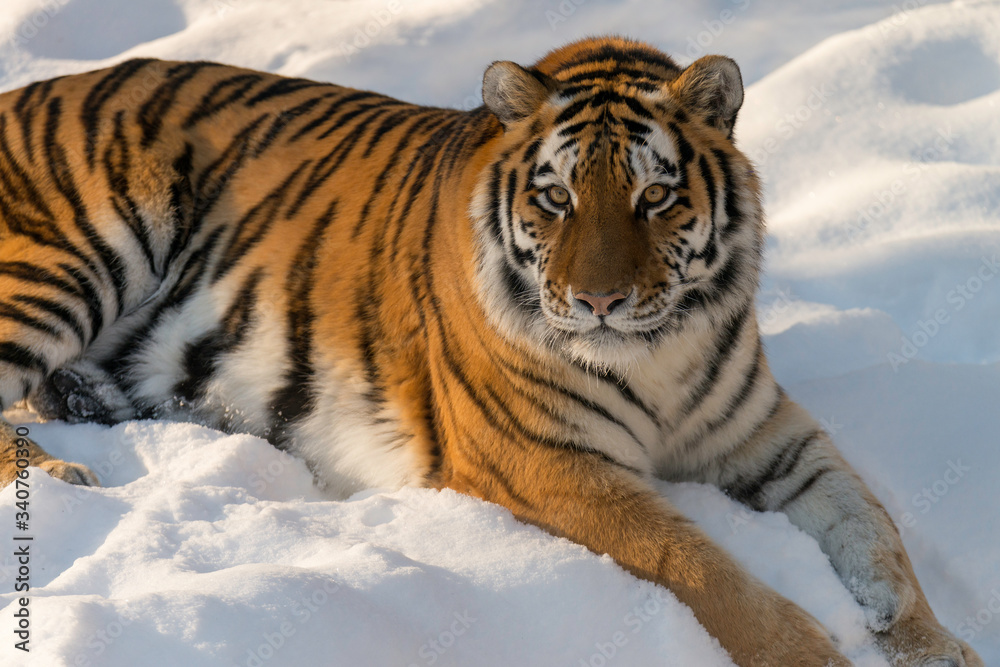 beautiful  Siberian tiger laying in snow