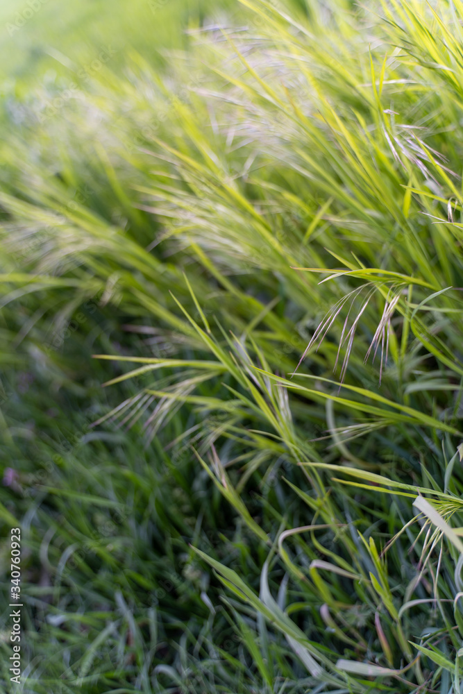 Gras Gras