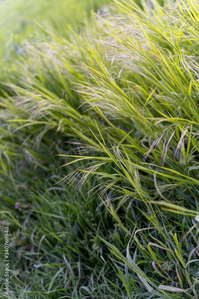 Gras Gras