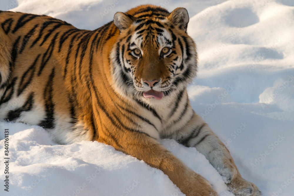 Obraz premium tiger in snow with mouth open, tongue out 