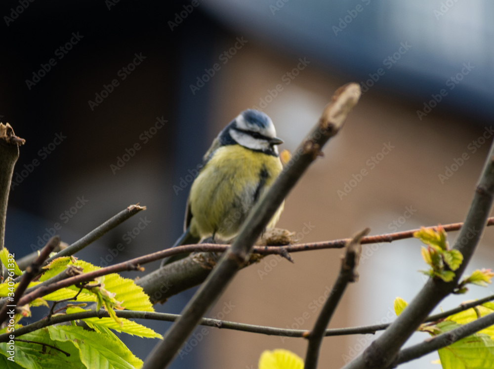Fototapeta premium blue tit on branch