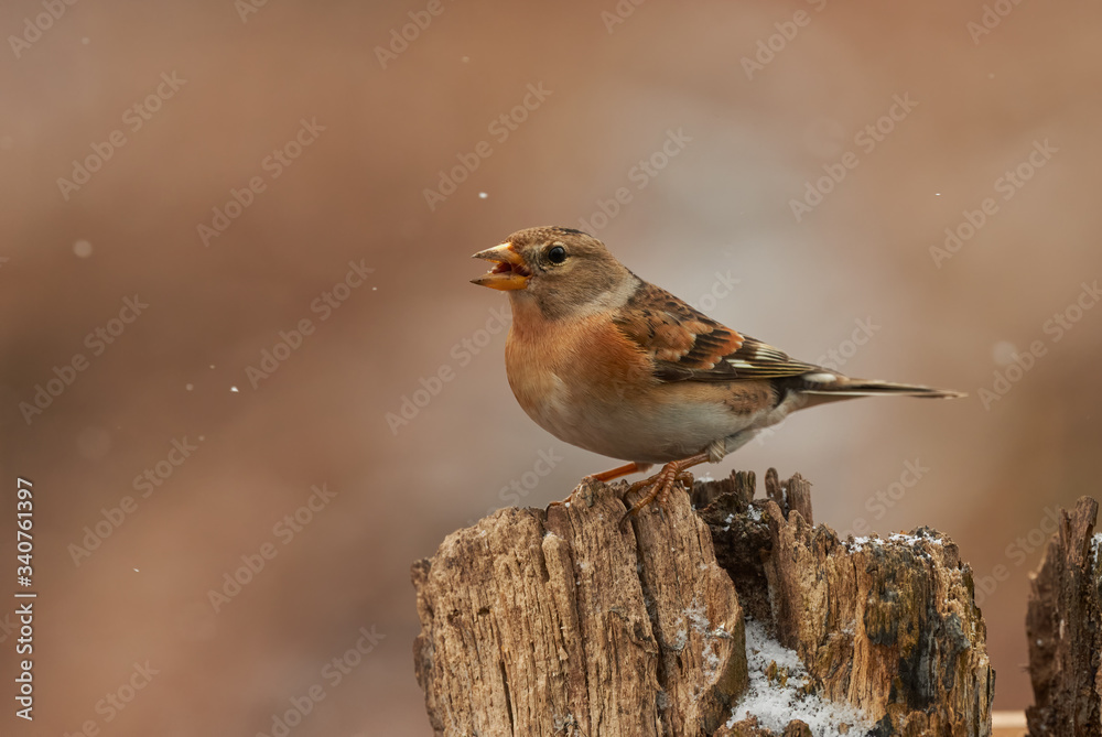 Brambling (Fringilla montifringilla) in winter Brambling (Fringilla montifringilla) in winter