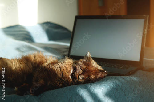 A cat sleeping on a bed next to a laptop. Freelance, work at home or quarantine concept.