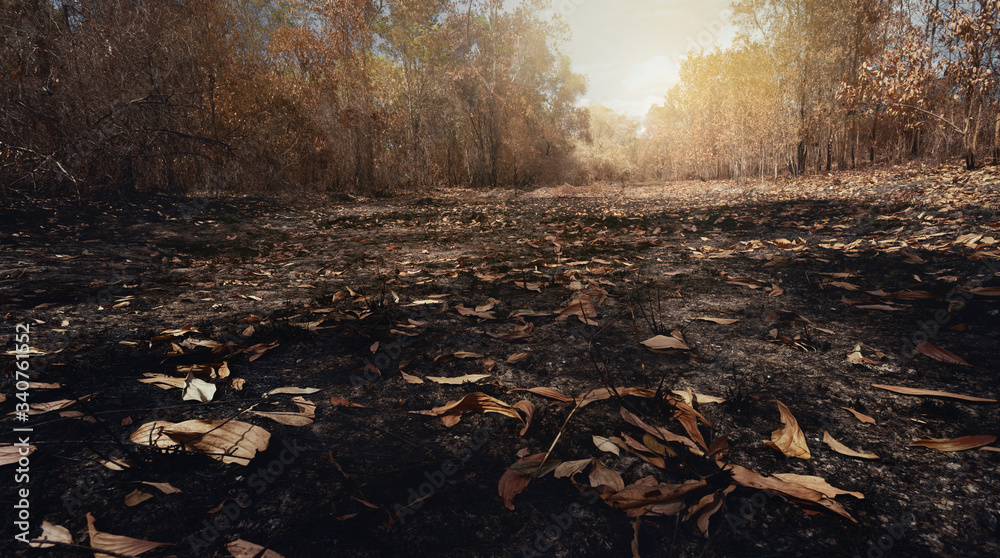 Fototapeta premium After wildfire with dust and ashes/area of illegal deforestation..Global warming/Ecology concept background.