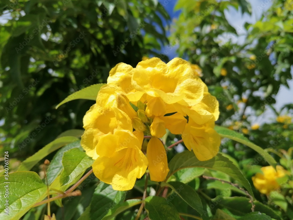 Amarillo Tecoma stans flor en el jardín de la naturaleza en España Amarillo Tecoma stans flor en el jardín de la naturaleza en España