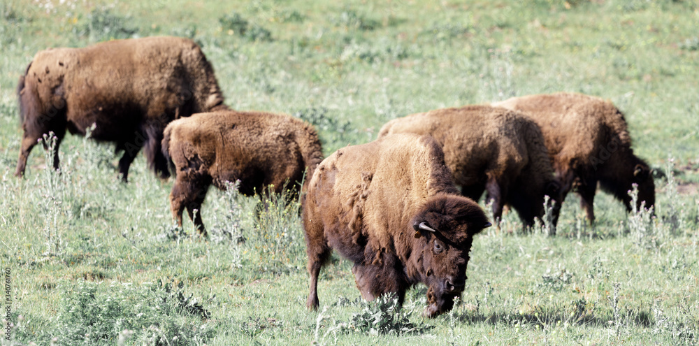 Herd of American Bisons (Buffalo)  Grazing. Bison Paddock, Golden Gate Park, San Francisco, California, USA.
