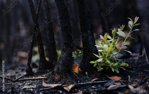 Картината върху платно New leaves grown after forest was burn