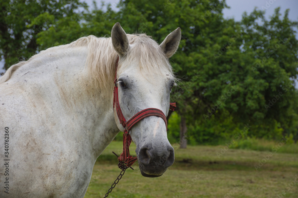 Obraz premium White horse grazing in a meadow near a farm in countryside