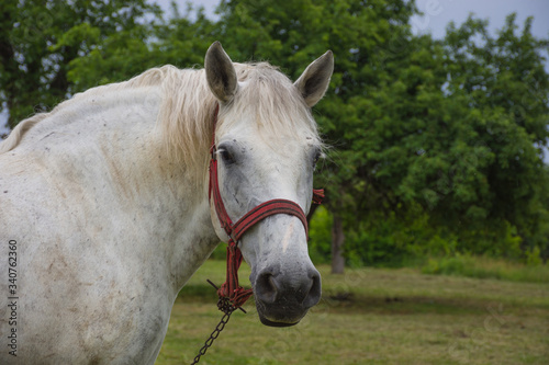 White horse grazing in a meadow near a farm in countryside