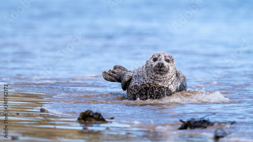 Common seal (harbour seal) coming ashore in gentle surf washing a beach in soft sunshine